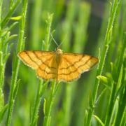 Idaea aureolaria (Denis & Schiffermüller, 1775) - Acidalie des alpages (mâle)