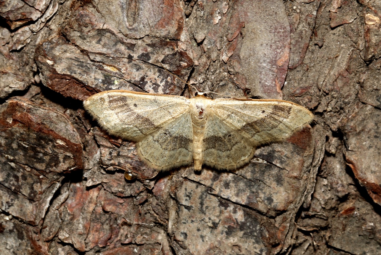 Idaea aversata (Linnaeus, 1758) f. typique - Impolie, Acidalie détournée