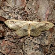 Idaea aversata (Linnaeus, 1758) f. typique - Impolie, Acidalie détournée