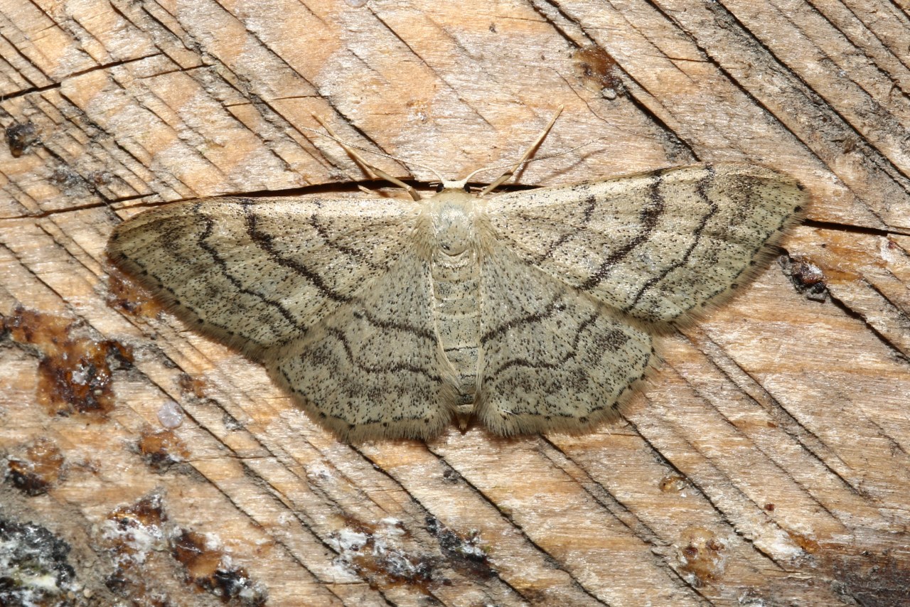 Idaea aversata (Linnaeus, 1758) f. remutata - Impolie, Acidalie détournée