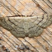 Idaea aversata (Linnaeus, 1758) f. remutata - Impolie, Acidalie détournée