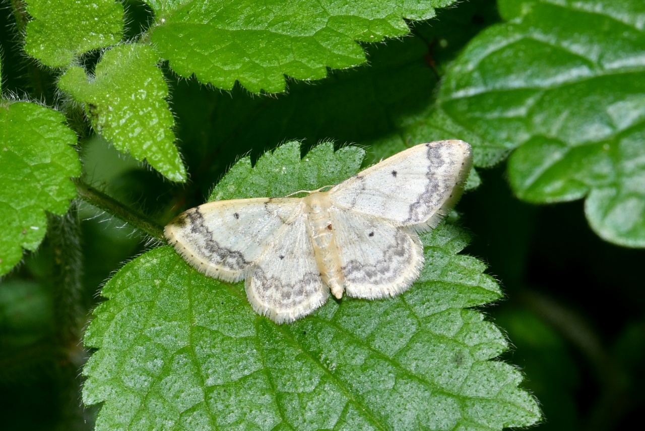 Idaea biselata (Hufnagel, 1767) - Truie