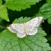 Idaea biselata (Hufnagel, 1767) - Truie