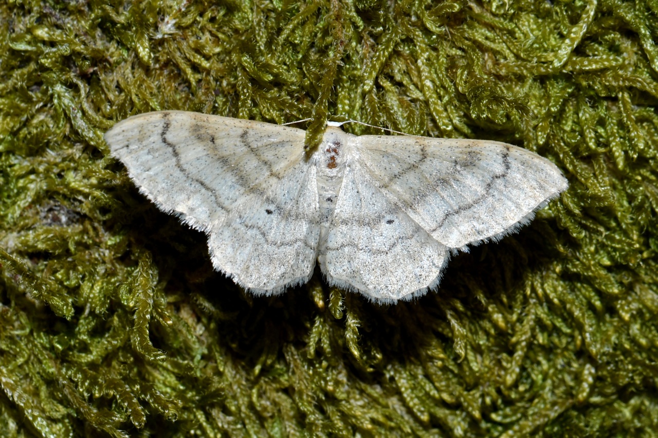 Idaea deversaria (Herrich-Schäffer, 1847) - Acidalie maritime, Ombrageuse