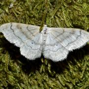 Idaea deversaria (Herrich-Schäffer, 1847) - Acidalie maritime, Ombrageuse