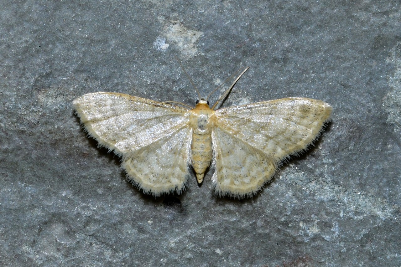 Idaea dilutaria (Hübner, 1799) - Acidalie diluée