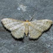 Idaea dilutaria (Hübner, 1799) - Acidalie diluée