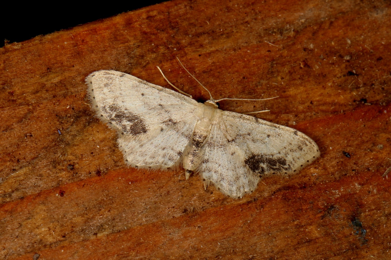 Idaea dimidiata (Hufnagel, 1767) - Phalène écussonnée