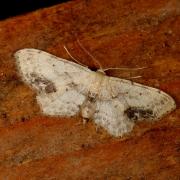 Idaea dimidiata (Hufnagel, 1767) - Phalène écussonnée