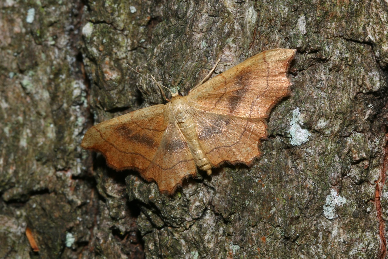 Idaea emarginata (Linnaeus, 1758) - Echancrée