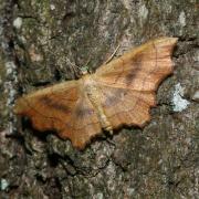 Idaea emarginata (Linnaeus, 1758) - Echancrée