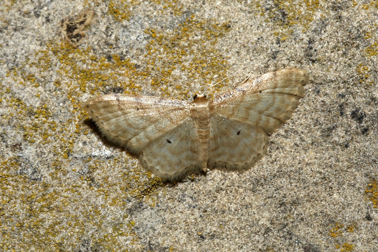 Idaea fuscovenosa (Goeze, 1781) - Acidalie familière