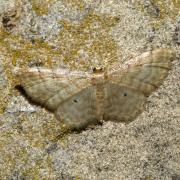 Idaea fuscovenosa (Goeze, 1781) - Acidalie familière