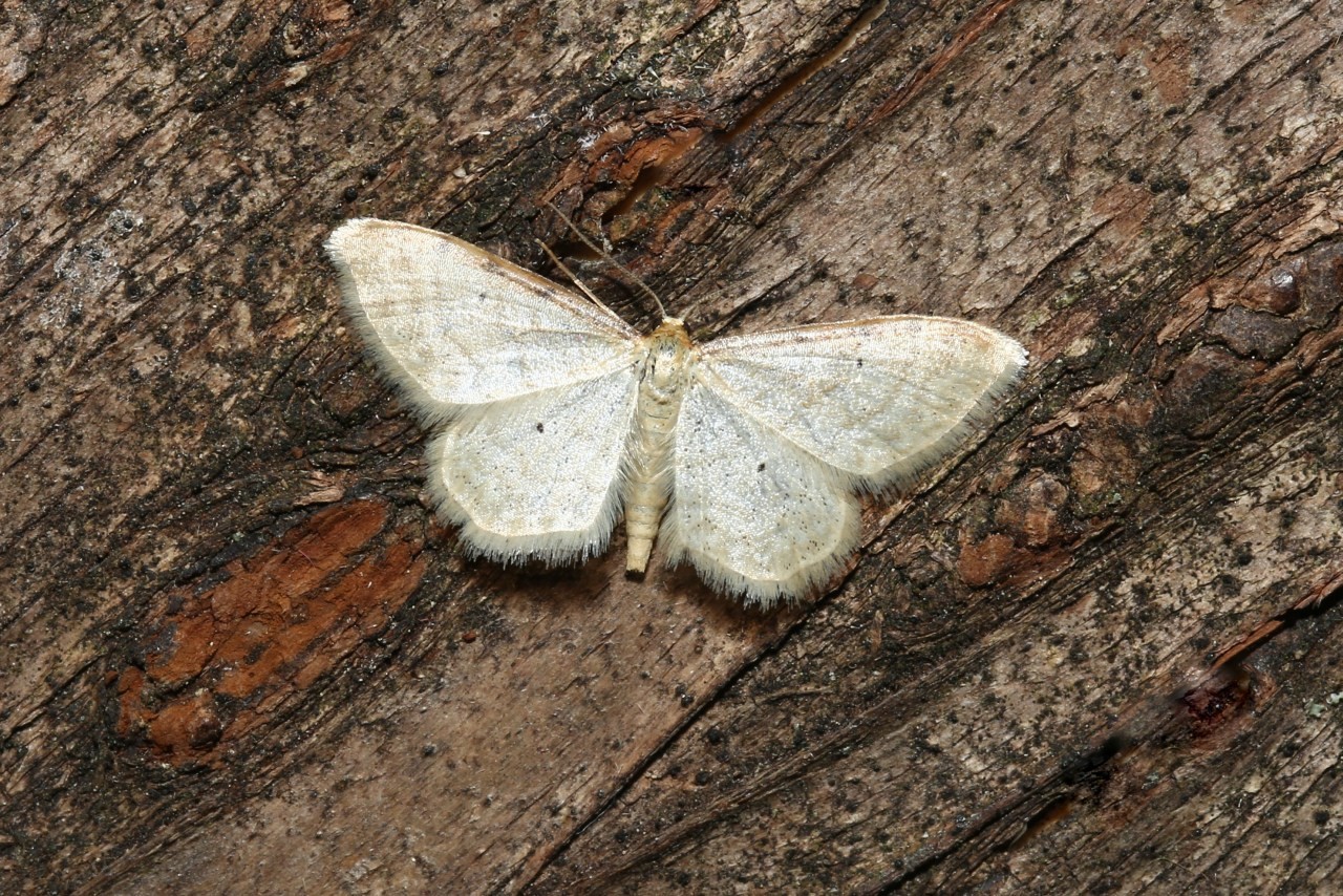 Idaea fuscovenosa (Goeze, 1781) - Acidalie familière (mâle)