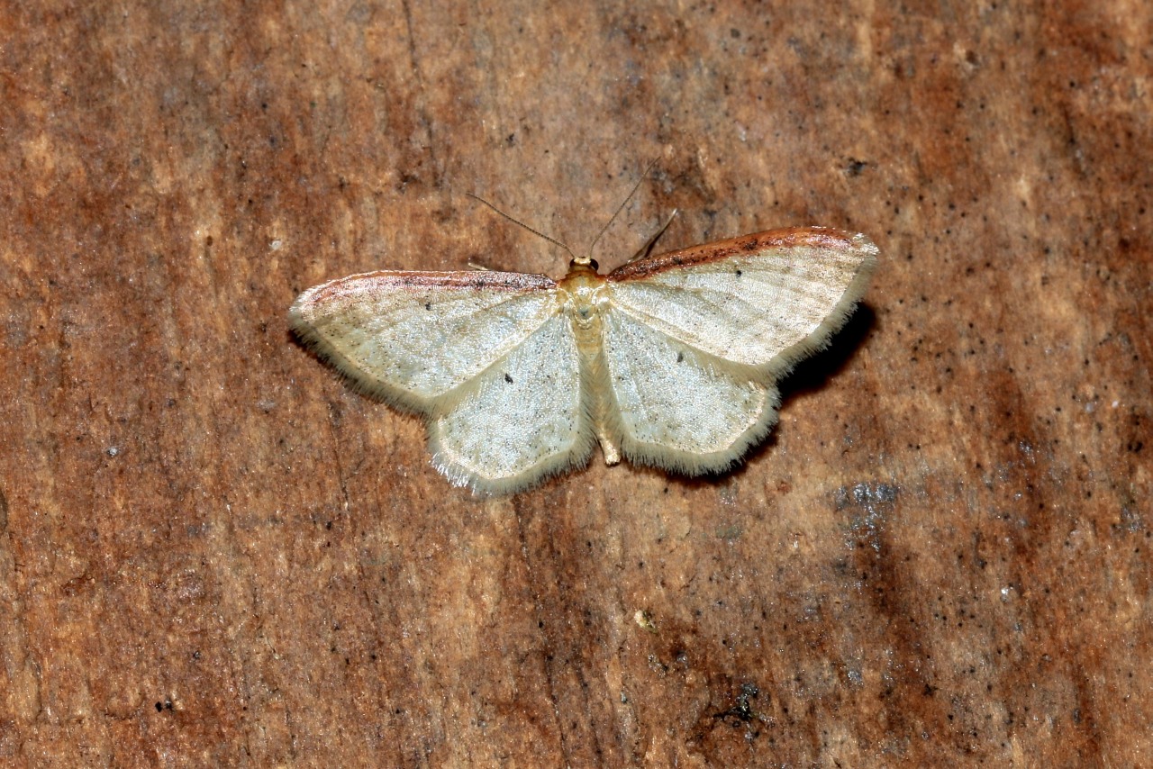 Idaea humiliata (Hufnagel, 1767) - Acidalie roussie, Phalène à côte rousse