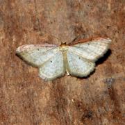 Idaea humiliata (Hufnagel, 1767) - Acidalie roussie, Phalène à côte rousse