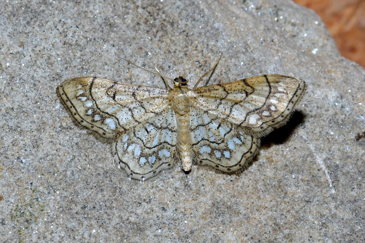 Idaea moniliata (Denis & Schiffermüller, 1775) - Acidalie chapelet, Coquille