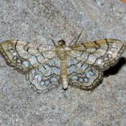 Idaea moniliata (Denis & Schiffermüller, 1775) - Acidalie chapelet, Coquille