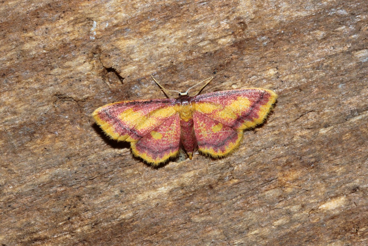 Idaea muricata (Hufnagel, 1767) - Phalène aurorale, Variée