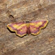 Idaea muricata (Hufnagel, 1767) - Phalène aurorale, Variée