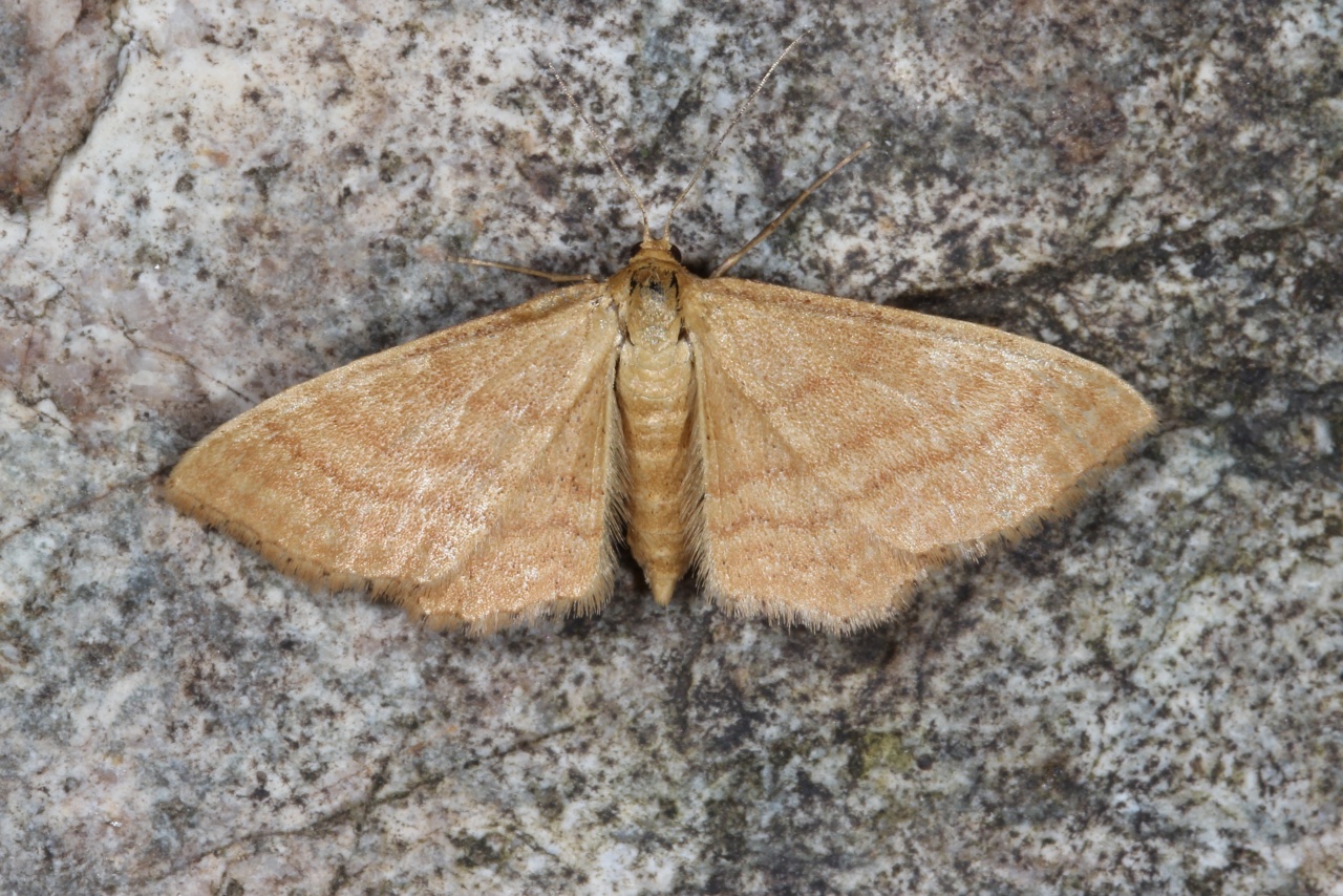 Idaea ochrata (Scopoli, 1763) - Acidalie ocreuse