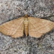 Idaea ochrata (Scopoli, 1763) - Acidalie ocreuse