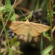 Idaea ochrata (Scopoli, 1763) - Acidalie ocreuse 