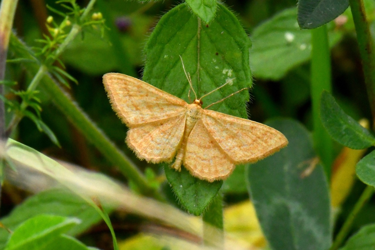 Idaea ochrata (Scopoli, 1763) - Acidalie ocreuse