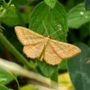 Idaea ochrata (Scopoli, 1763) - Acidalie ocreuse