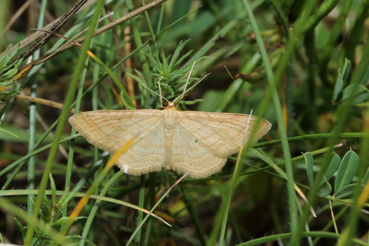 Idaea rufaria (Hübner, 1799) - Acidalie rousse