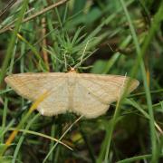 Idaea rufaria (Hübner, 1799) - Acidalie rousse