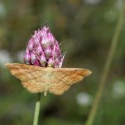 Idaea rufaria (Hübner, 1799) - Acidalie rousse