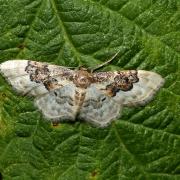 Idaea rusticata (Denis & Schiffermüller, 1775) - Acidalie rustique, Campagnarde