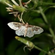 Idaea rusticata (Denis & Schiffermüller, 1775) - Acidalie rustique, Campagnarde