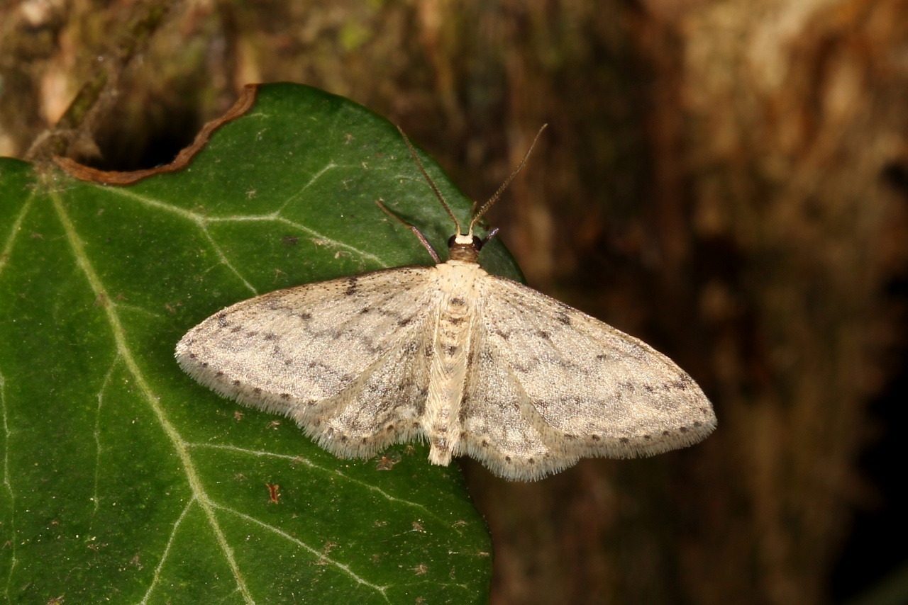 Idaea seriata (Schrank, 1802) - Vieillie, Voisine 