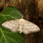 Idaea seriata (Schrank, 1802) - Vieillie, Voisine 