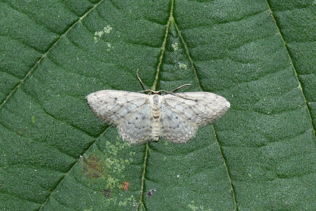 Idaea seriata (Schrank, 1802) - Vieillie, Voisine  