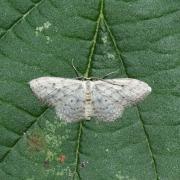 Idaea seriata (Schrank, 1802) - Vieillie, Voisine  