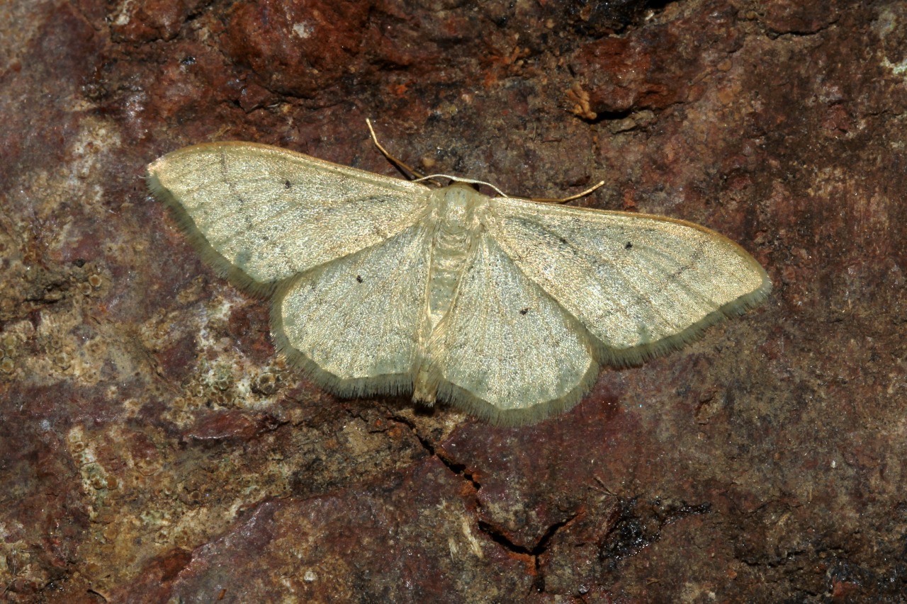 Idaea straminata (Borkhausen, 1794) - Acidalie sobre