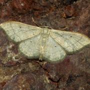 Idaea straminata (Borkhausen, 1794) - Acidalie sobre