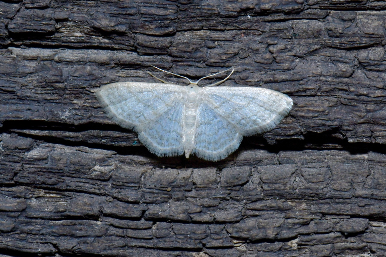 Idaea subsericeata (Haworth, 1809) - Acidalie blanchâtre