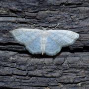 Idaea subsericeata (Haworth, 1809) - Acidalie blanchâtre