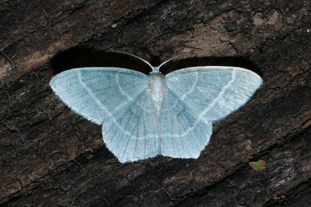 Jodis lactearia (Linnaeus, 1758) - Hémithée éruginée