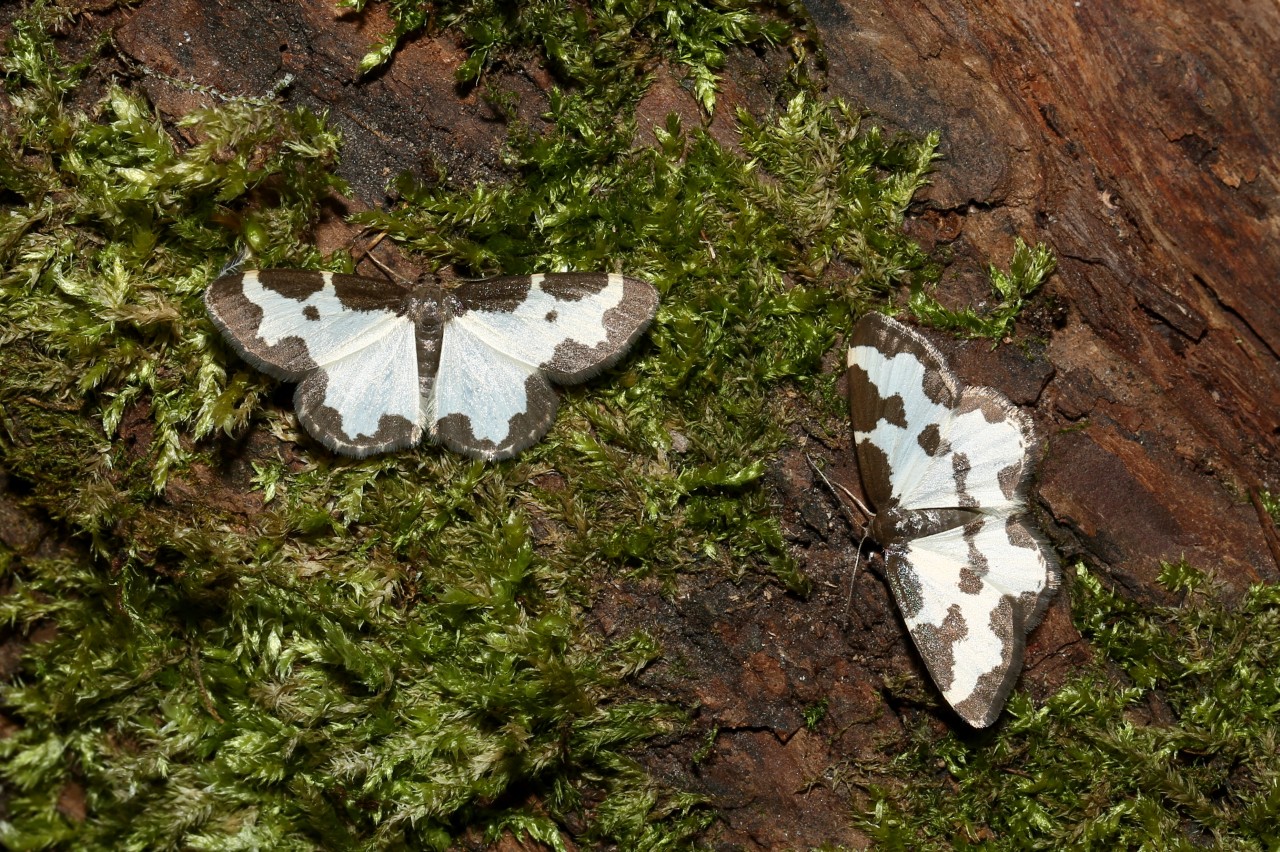 Lomaspilis marginata (Linnaeus, 1758) - Bordure entrecoupée, Marginée 