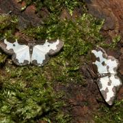 Lomaspilis marginata (Linnaeus, 1758) - Bordure entrecoupée, Marginée 