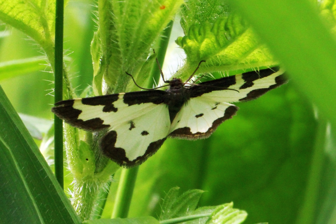 Lomaspilis marginata (Linnaeus, 1758) - Bordure entrecoupée, Marginée