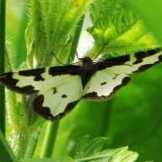 Lomaspilis marginata (Linnaeus, 1758) - Bordure entrecoupée, Marginée