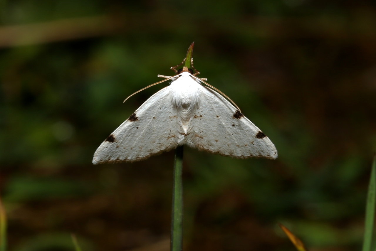 Lomographa bimaculata (Fabricius, 1775) - Phalène à deux taches