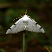 Lomographa bimaculata (Fabricius, 1775) - Phalène à deux taches