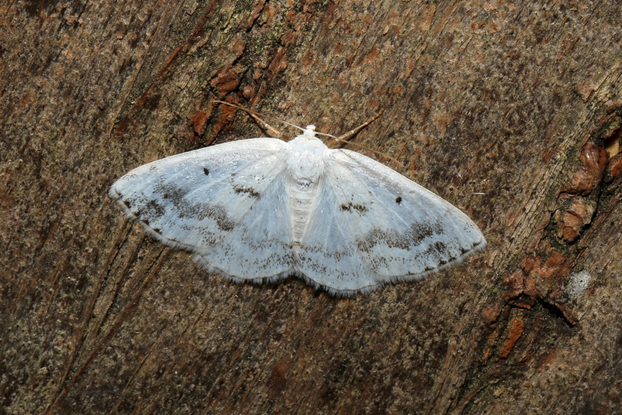 Lomographa temerata (Denis & Schiffermüller, 1775) - Phalène satinée